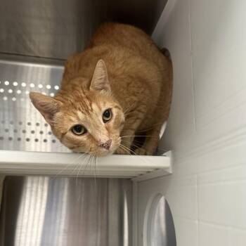 Dippin Dots -  Domestic Short Hair Cat for Adoption in Pittsburgh, Pennsylvania - Dippin Dots | PetCurious