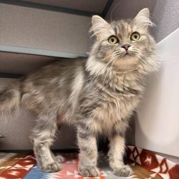 Tara -  Domestic Medium Hair Cat for Adoption in Waterloo, Iowa - Tara | PetCurious