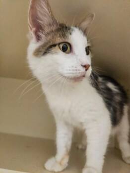 Prianka -  Domestic Short Hair Cat for Adoption in Bloomington, Indiana - Prianka | PetCurious