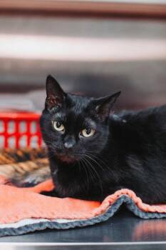 Domestic Short Hair Cats Available for Adoption in North Charleston, South Carolina - 91870a Fern | PetCurious