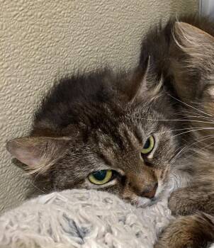 Domestic Medium Hair Cats Available for Adoption in Pierceton, Indiana - Georgia- BARN | PetCurious