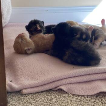 Margaret -  Domestic Short Hair Cat for Adoption in Roswell, Georgia - Margaret | PetCurious