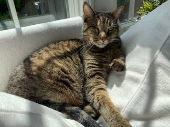 Roo--Declawed Adult Male -  Tabby Cat for Adoption in Kinnelon, New Jersey - Roo--Declawed Adult Male | PetCurious