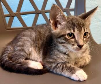 Fischer -  Domestic Short Hair Cat for Adoption in Cape Coral, Florida - Fischer | PetCurious