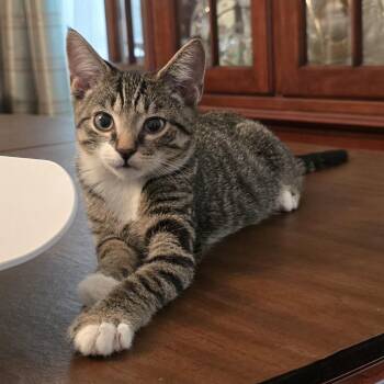 Cubbie -  Domestic Short Hair Cat for Adoption in Lemoyne, Pennsylvania - Cubbie | PetCurious