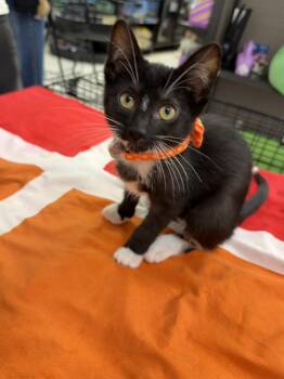 Bido -  Domestic Short Hair Cat for Adoption in Syosset, New York - Bido | PetCurious