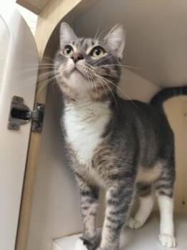 Rescue Tabby Cats for Adoption in Parlier, California - Princess | PetCurious