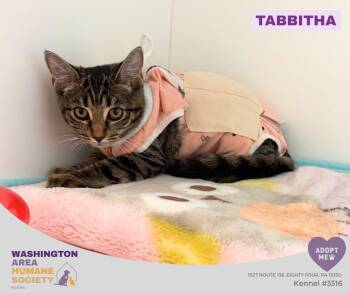 Tabbitha -  Domestic Short Hair Cat for Adoption in Eighty Four, Pennsylvania - Tabbitha | PetCurious