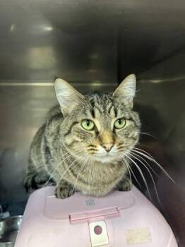 Domestic Short Hair Cats Available for Adoption in Lafayette, Indiana - Tony | PetCurious