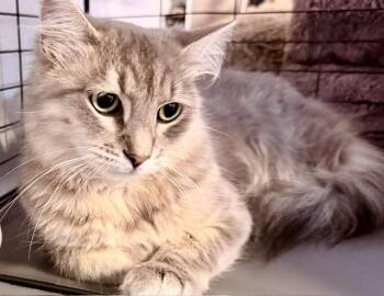 Generosity -  Domestic Long Hair Cat for Adoption in San Francisco, California - Generosity | PetCurious