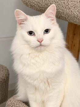 Marie the Snow Queen -  Turkish Angora and Ragdoll Cat for Adoption in Fresno, California - Marie The Snow Queen | PetCurious