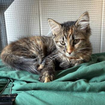 Hoka -  Domestic Medium Hair Cat for Adoption in Brownsboro, Alabama - Hoka | PetCurious