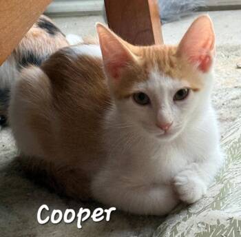 Cooper -  Domestic Short Hair Cat for Adoption in Longwood, Florida - Cooper | PetCurious
