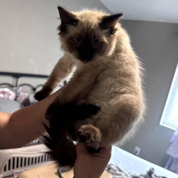 Domestic Long Hair and Siamese Cats Available for Adoption in Layton, Utah - S