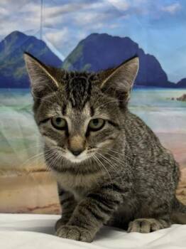 Olivia -  Domestic Short Hair Cat for Adoption in San Antonio, Texas - Olivia | PetCurious