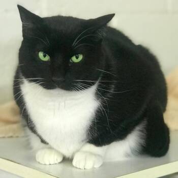 Oreo -  Domestic Short Hair Cat for Adoption in Blackfoot, Idaho - Oreo | PetCurious