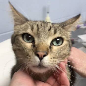 Dill Pickle -  Domestic Short Hair Cat for Adoption in Dekalb, Illinois - Dill Pickle | PetCurious