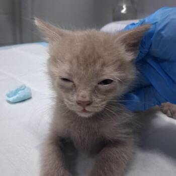 Birthday Bear -  Domestic Short Hair Cat for Adoption in Summerville, South Carolina - Birthday Bear | PetCurious
