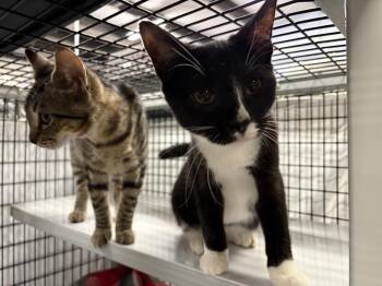Mittz -  Domestic Short Hair Cat for Adoption in Raleigh, North Carolina - Mittz | PetCurious