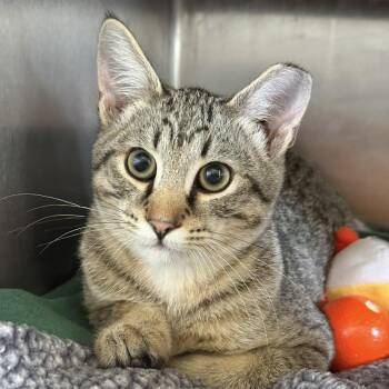 Khris -  Domestic Medium Hair Cat for Adoption in Fort Bragg, California - Khris | PetCurious