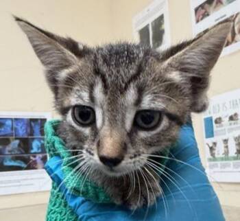 Harry -  Domestic Short Hair Cat for Adoption in Honolulu, Hawaii - Harry | PetCurious