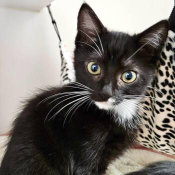 Luci (bonded w/ Micayla) -  Domestic Short Hair Cat for Adoption in Oakland, California - Luci (bonded W/ Micayla) | PetCurious