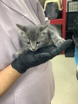 Rescue Domestic Medium Hair and Domestic Short Hair Cats for Adoption in Fort Worth, Texas - Lumi | PetCurious