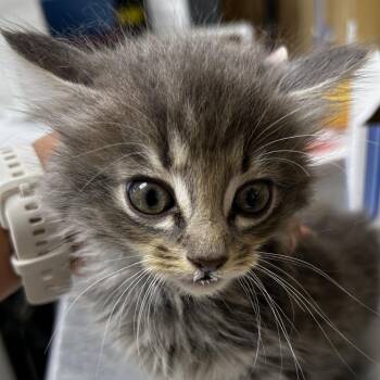 Abby -  Domestic Long Hair Cat Available for Adoption in Leander, Texas - Abby | PetCurious