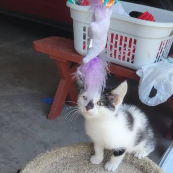 Shirley -  Domestic Short Hair Cat for Adoption in Racine, Wisconsin - Shirley | PetCurious