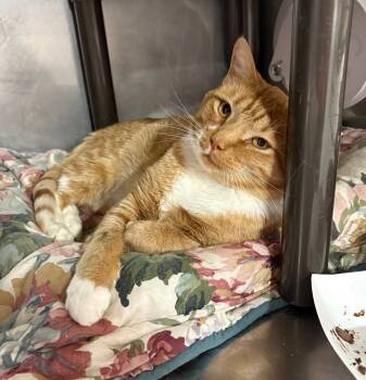 Rescue Domestic Short Hair Cats for Adoption in Fort Lupton, Colorado - Beddall | PetCurious