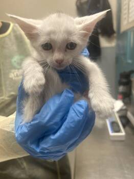 Domestic Short Hair Cats Available for Adoption in Las Vegas, Nevada - KAREN | PetCurious