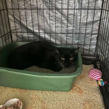Domestic Short Hair Cats Available for Adoption in Stephenville, Texas - Huntsville | PetCurious
