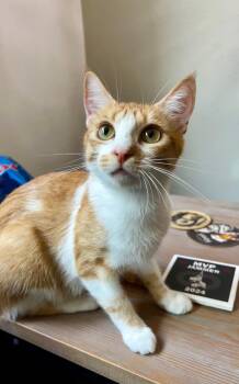 Rescue Domestic Short Hair Cats for Adoption in Oceanside, California - Sandy | PetCurious