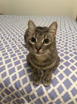 Manx Cats Available for Adoption in Frisco, Texas - Howie | PetCurious