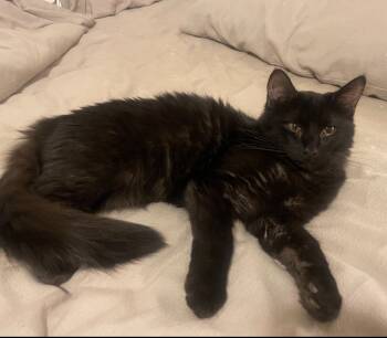 Rescue Domestic Long Hair Cats for Adoption in Millcreek, Utah - Hank | PetCurious