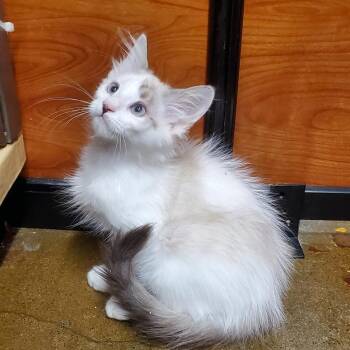 Ralphie -  Domestic Medium Hair Cat for Adoption in Hemet, California - Ralphie | PetCurious