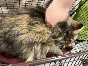 LYNX -  Domestic Long Hair Cat for Adoption in Loveland, Colorado - LYNX | PetCurious