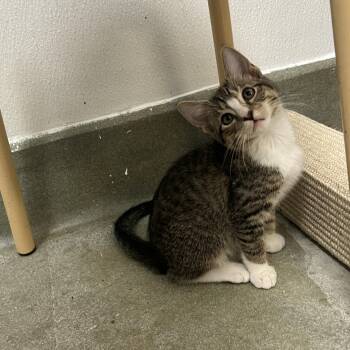 Robin -  Domestic Short Hair Cat for Adoption in Palmetto, Florida - Robin | PetCurious