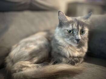 Rescue Domestic Long Hair Cats for Adoption in Gorham, Maine - Chip Whit | PetCurious