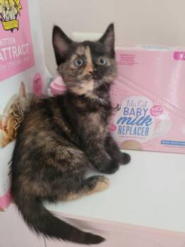JUDITH -  Domestic Short Hair Cat for Adoption in Holbrook, New York - JUDITH | PetCurious
