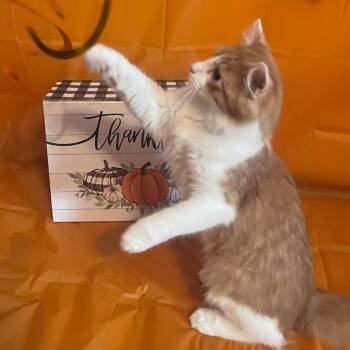 Rescue Domestic Medium Hair Cats for Adoption in Warr Acres, Oklahoma - Marmalade | PetCurious