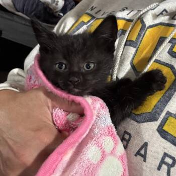 Domestic Long Hair Cats Available for Adoption in Long Beach, California - Little Panther | PetCurious