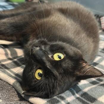 Oprah -  Domestic Short Hair Cat for Adoption in Matteson, Illinois - Oprah | PetCurious