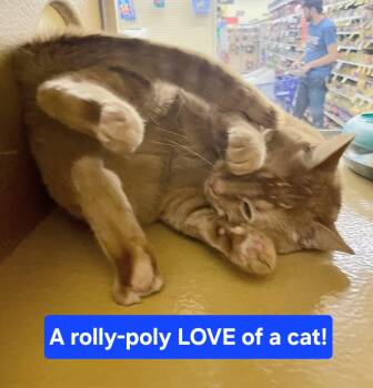 Simba -  Tabby Cat for Adoption in Albuquerque, New Mexico - Simba | PetCurious