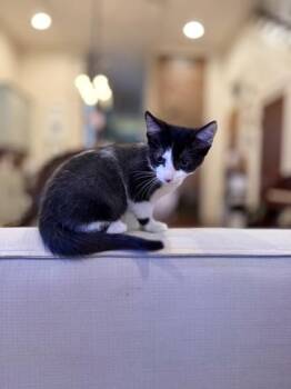 Rachel -  Domestic Short Hair Cat for Adoption in New Orleans, Louisiana - Rachel | PetCurious