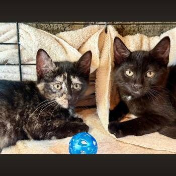 Galaxy & Genesis Coming In -  Domestic Short Hair Cat for Adoption in Clifton, New Jersey - Galaxy & Genesis Coming In | PetCurious