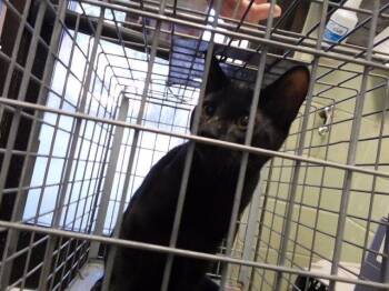 SEED -  Domestic Short Hair Cat for Adoption in Tulsa, Oklahoma - SEED | PetCurious