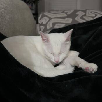 Princess -  Domestic Short Hair Cat Available for Adoption in Valdosta, Georgia - Princess | PetCurious