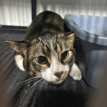 Maddie -  Domestic Short Hair Cat for Adoption in Hoffman Estates, Illinois - Maddie | PetCurious