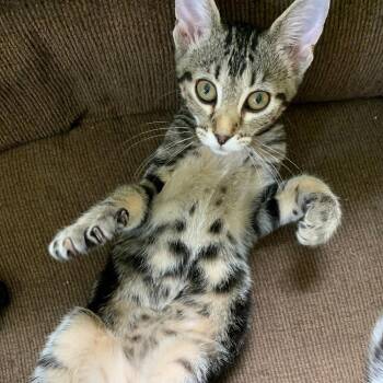 Seashell -  Domestic Short Hair Cat for Adoption in Greensburg, Pennsylvania - Seashell | PetCurious